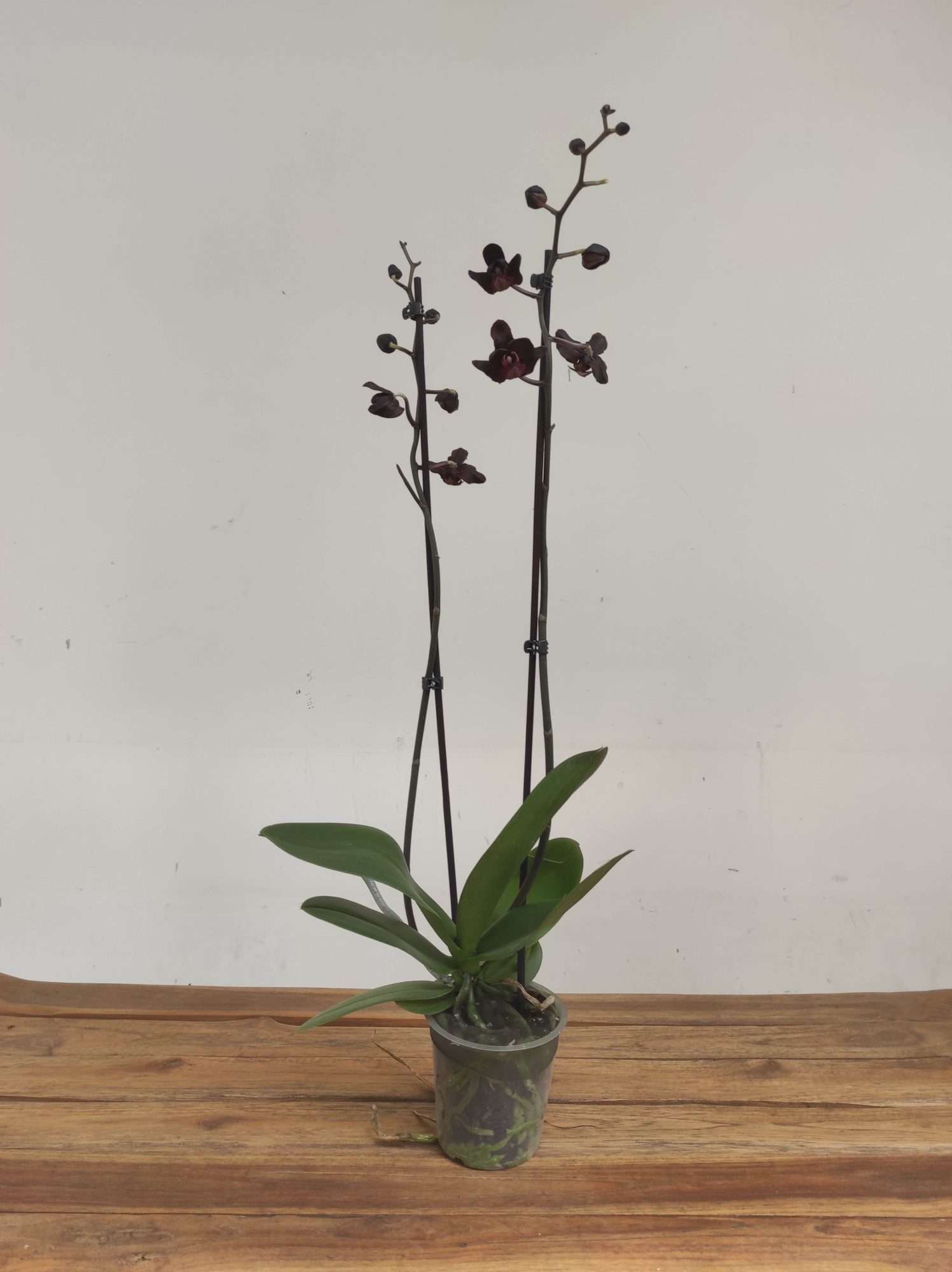 Phalaenopsis Special- 2 Hastes - Image 2