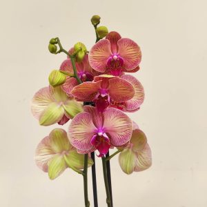 Phalaenopsis Peach Blossem - 2 Hastes