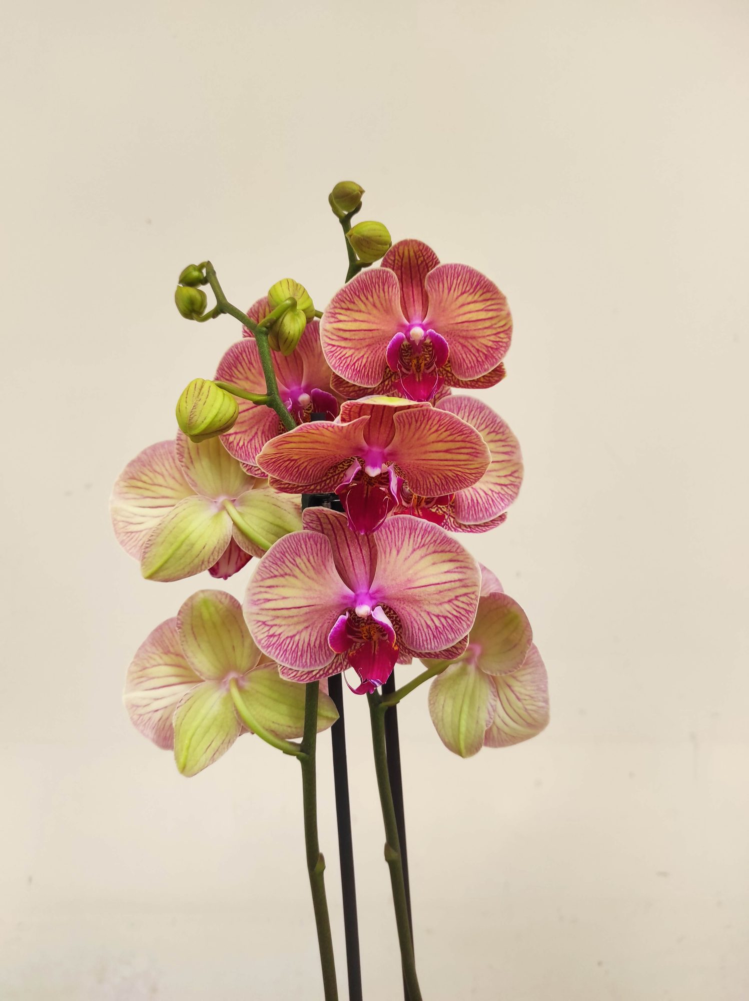 Phalaenopsis Peach Blossem - 2 Hastes