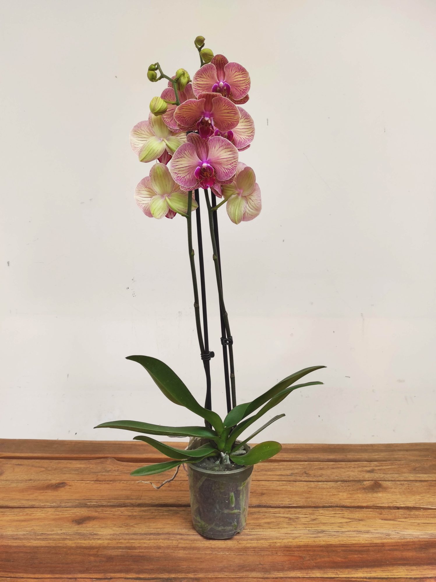 Phalaenopsis Peach Blossem - 2 Hastes - Image 2