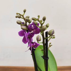 Phalaenopsis Special-  2 Hastes