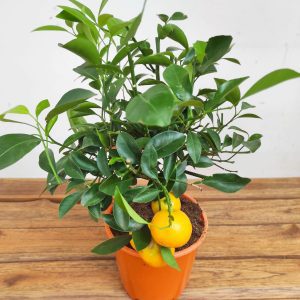 Citrofortunella 'Microcarpa'