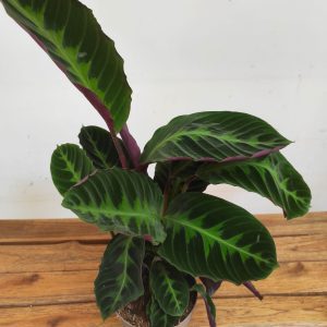 Calathea 'Warscewiczii'