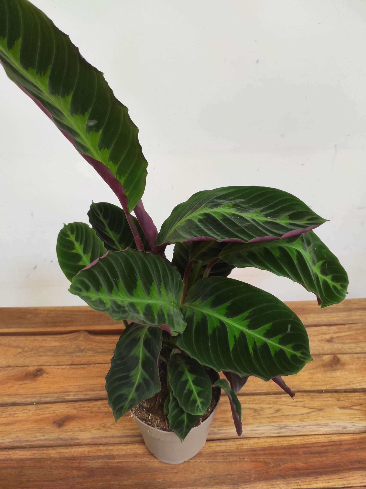 Calathea 'Warscewiczii'
