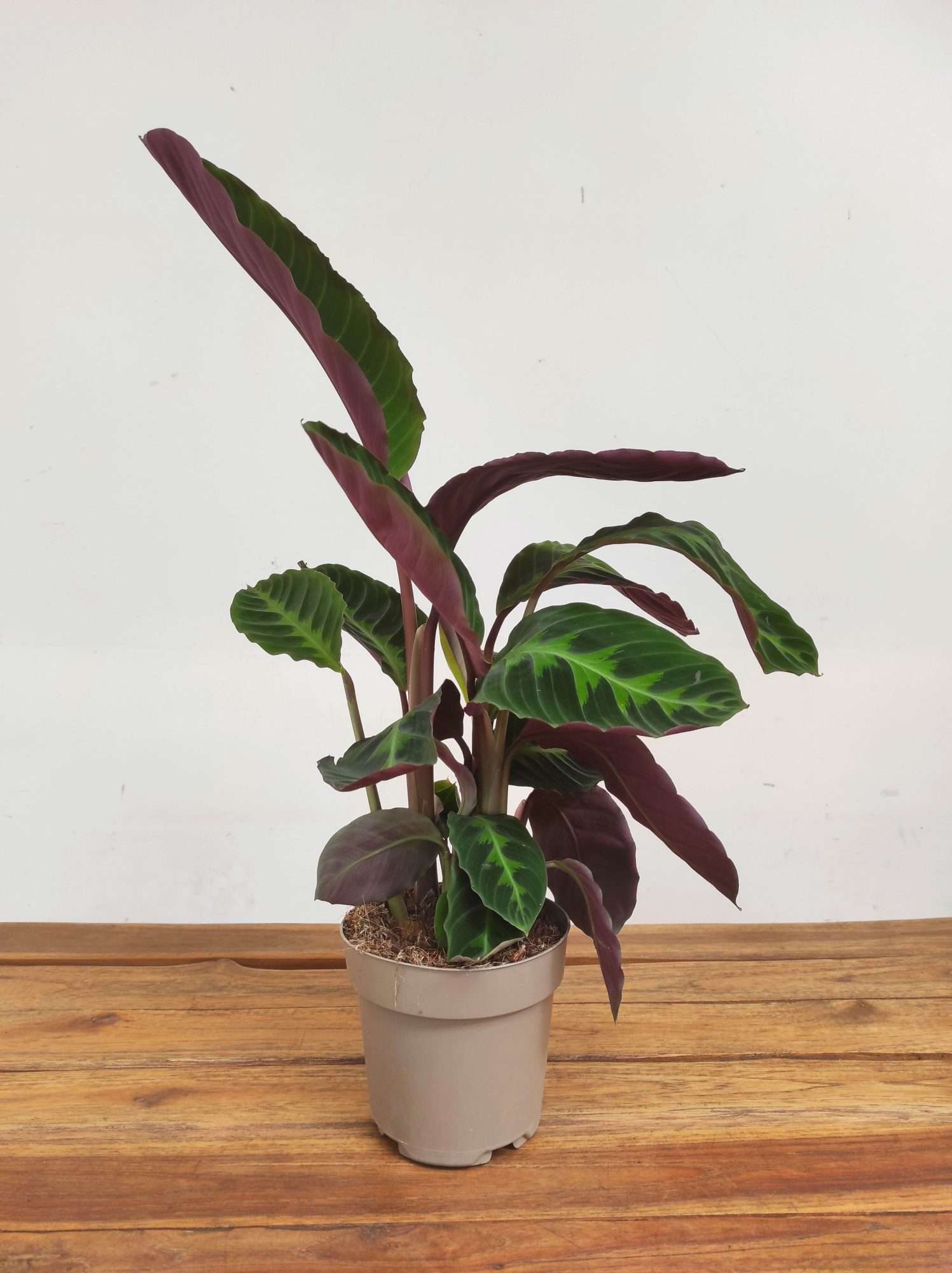 Calathea 'Warscewiczii' - Image 2