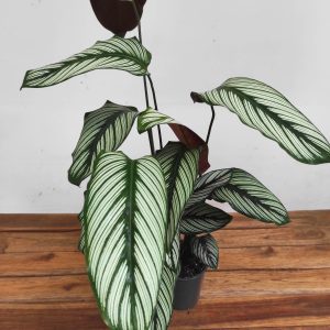 Calathea White Star