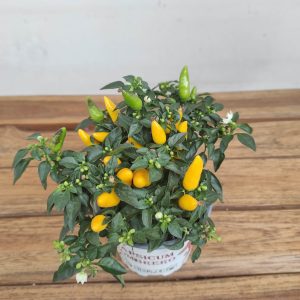 Capsicum 'Annuum ' V.10