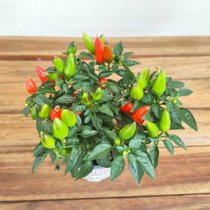 Capsicum 'Annuum ' V.10