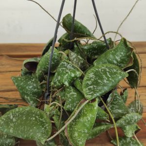 Hoya 'Imbricata' - Suspensão