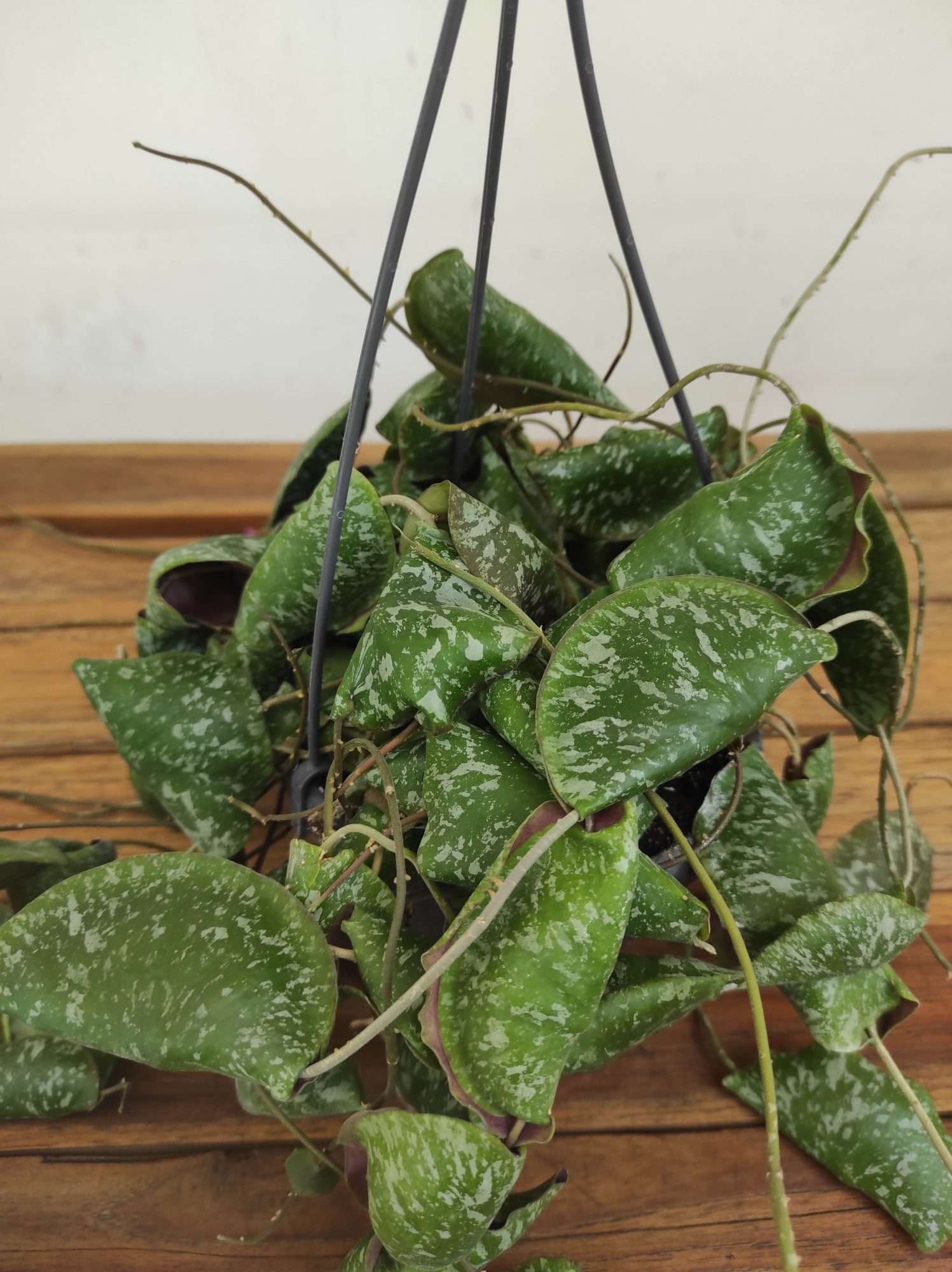 Hoya 'Imbricata' - Suspensão