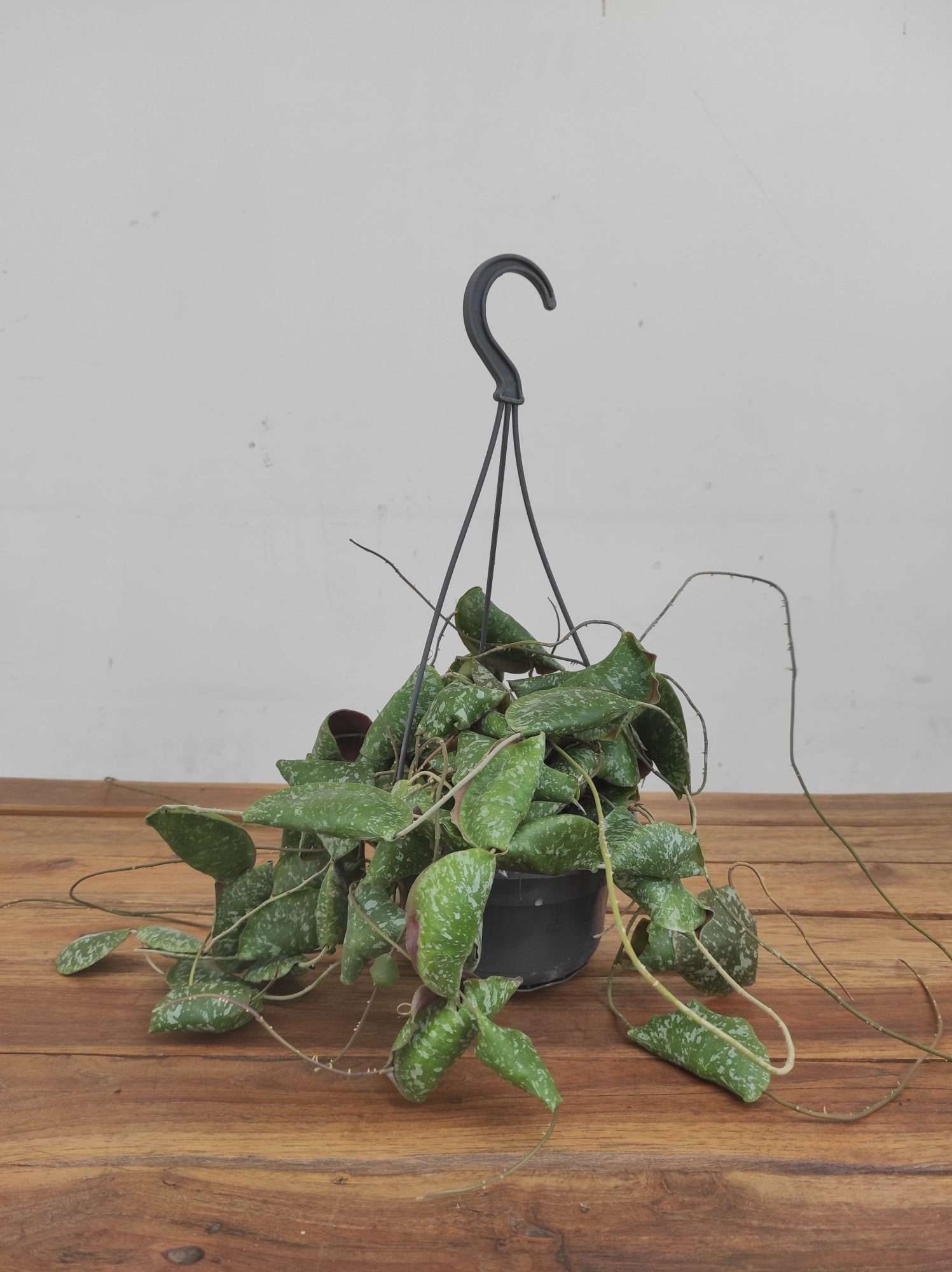 Hoya 'Imbricata' - Suspensão - Image 2