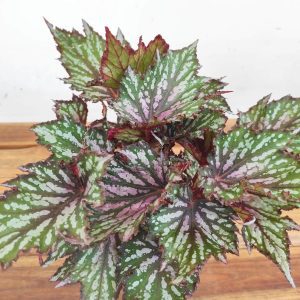 Begonia Rex 'Jungle Wonders'