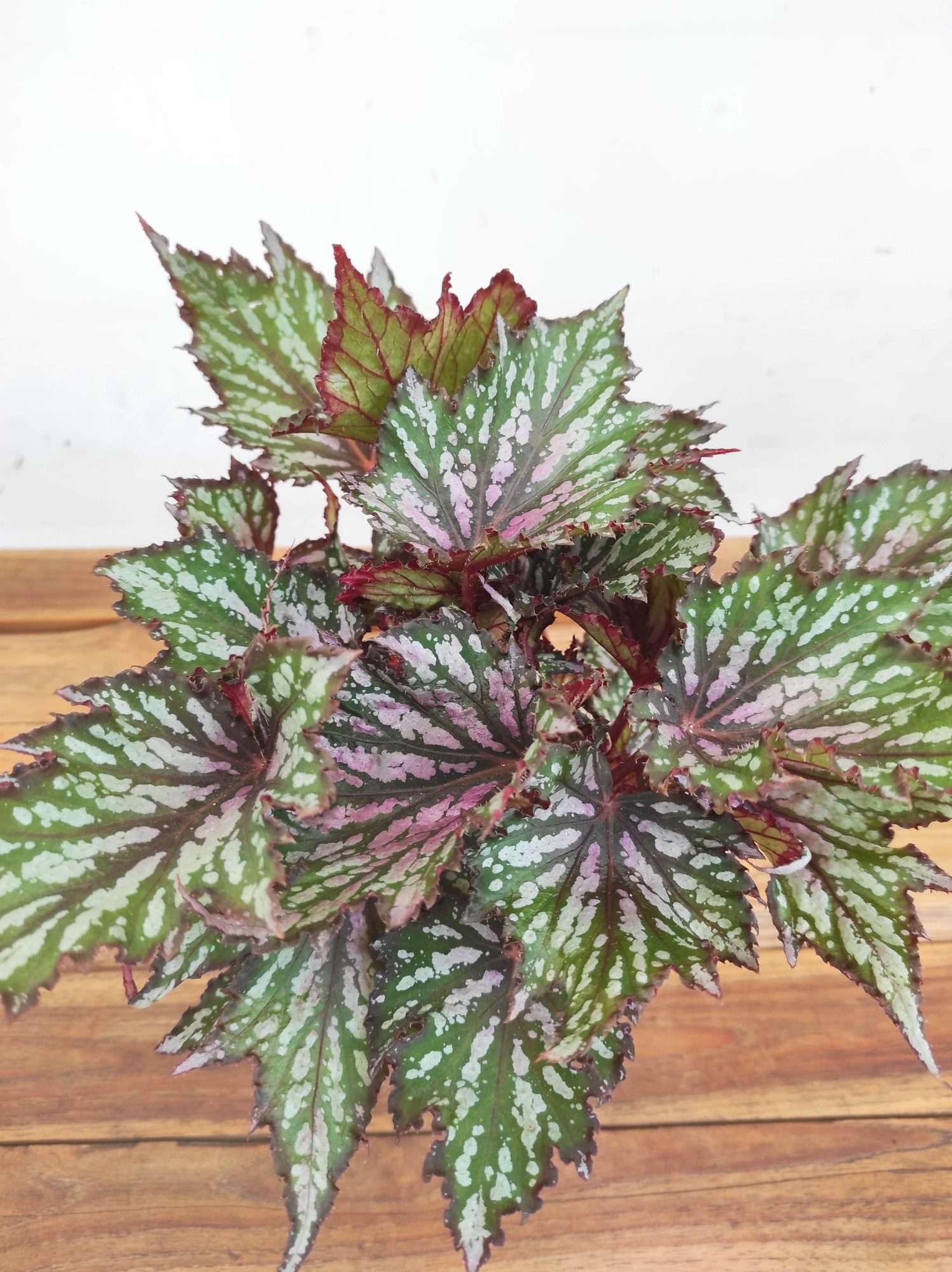 Begonia Rex 'Jungle Wonders'