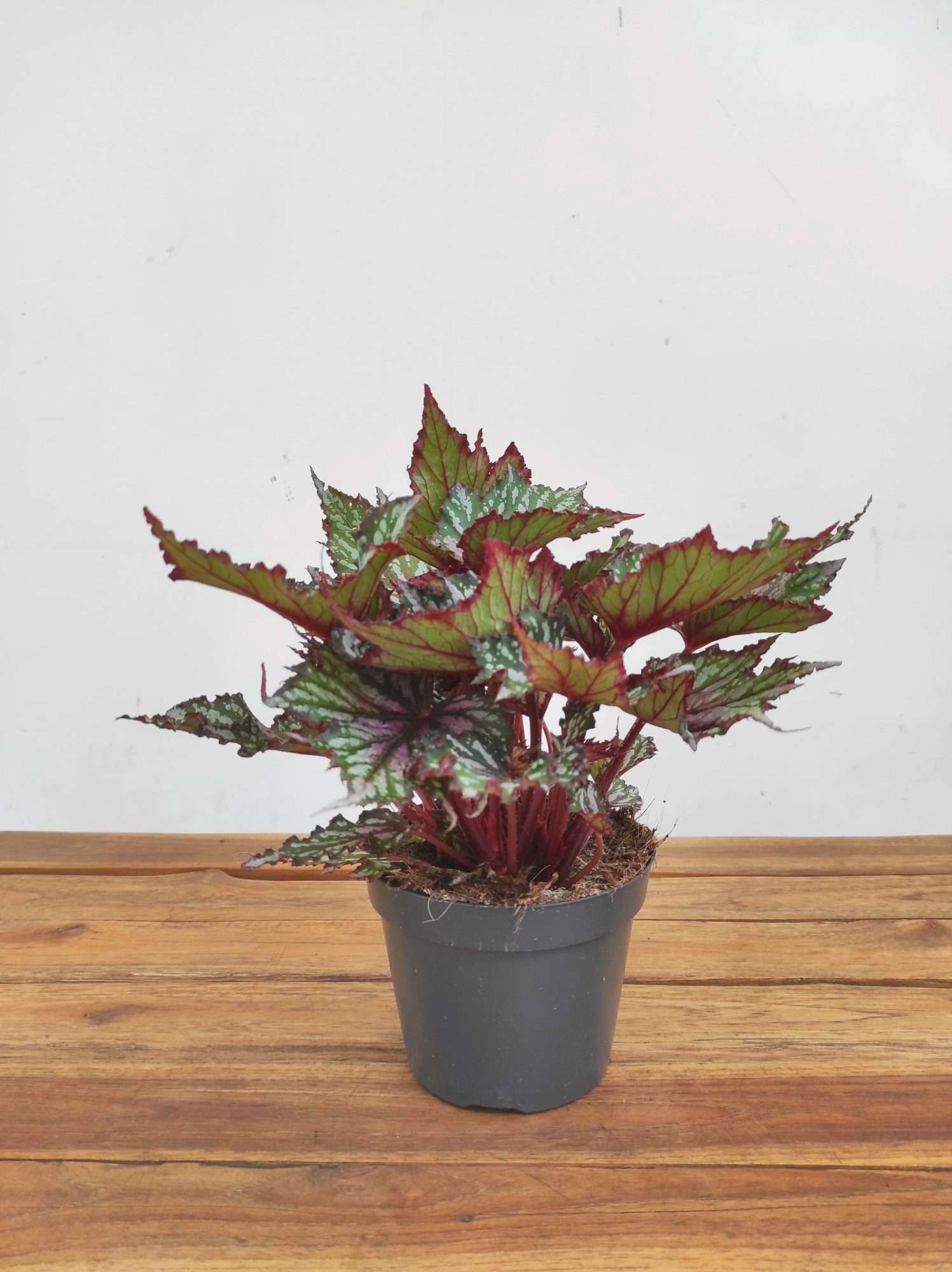 Begonia Rex 'Jungle Wonders' - Image 2
