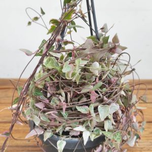 Ceropegia Woodii Variegata - Suspensão