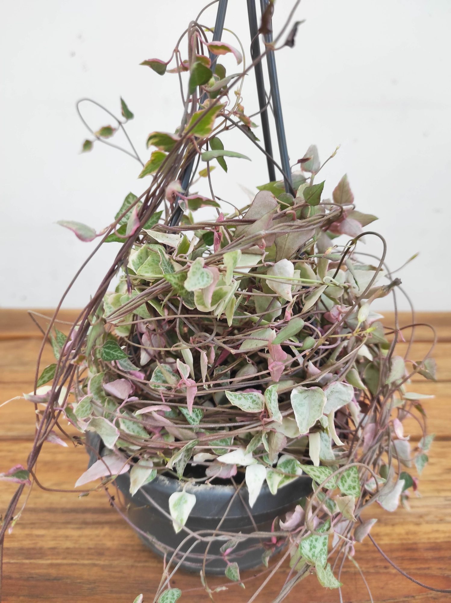 Ceropegia Woodii Variegata - Suspensão