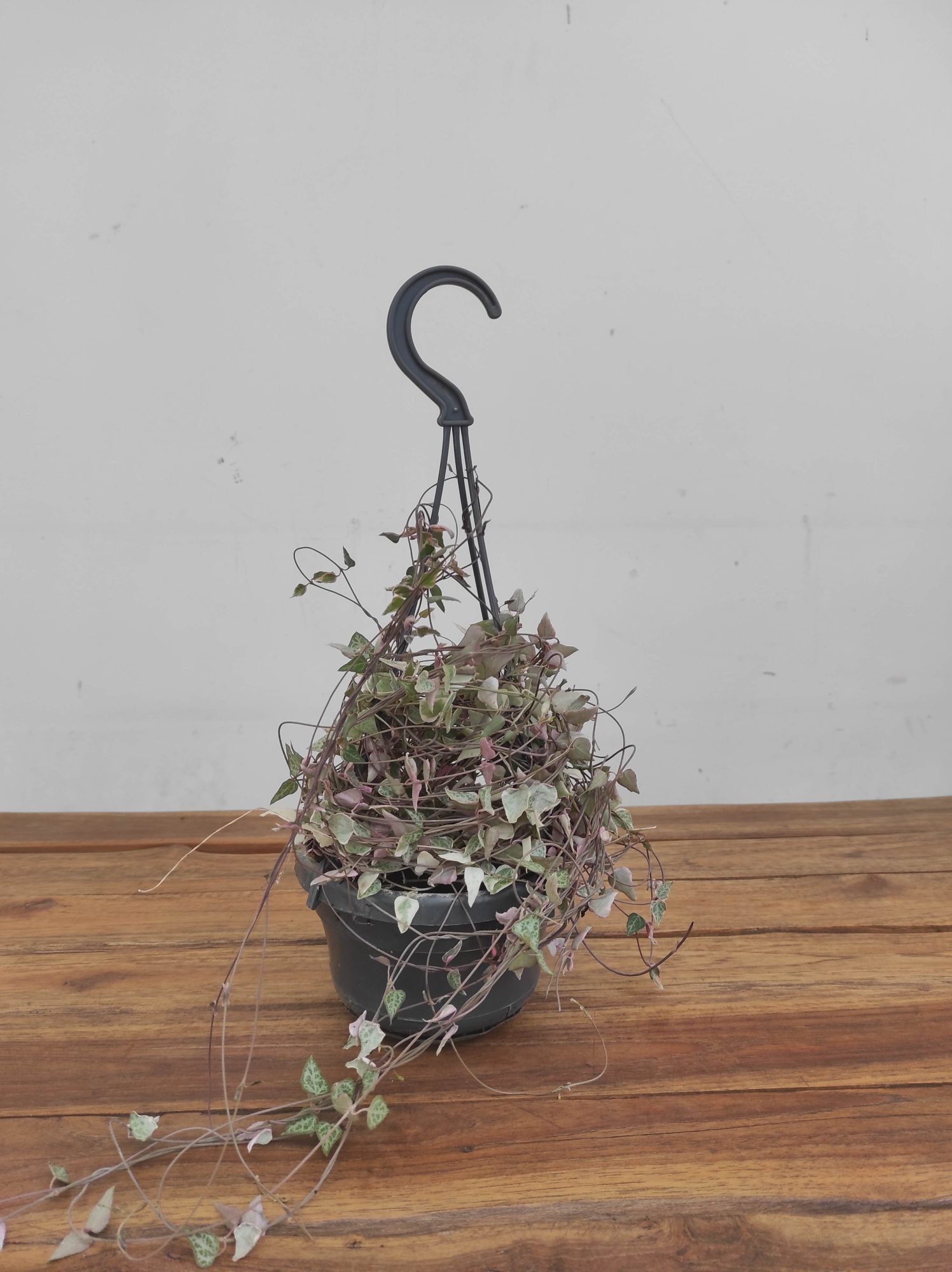 Ceropegia Woodii Variegata - Suspensão - Image 2