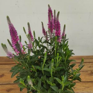 Veronica 'Annivers Pink'