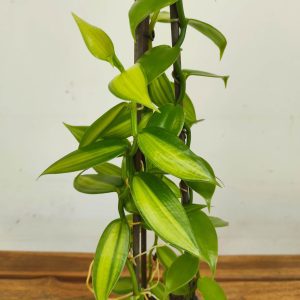 Vanilla 'Orchid' V.15