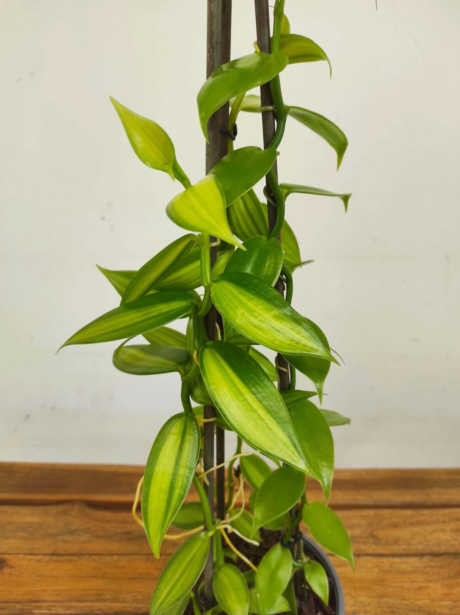 Vanilla 'Orchid' V.15