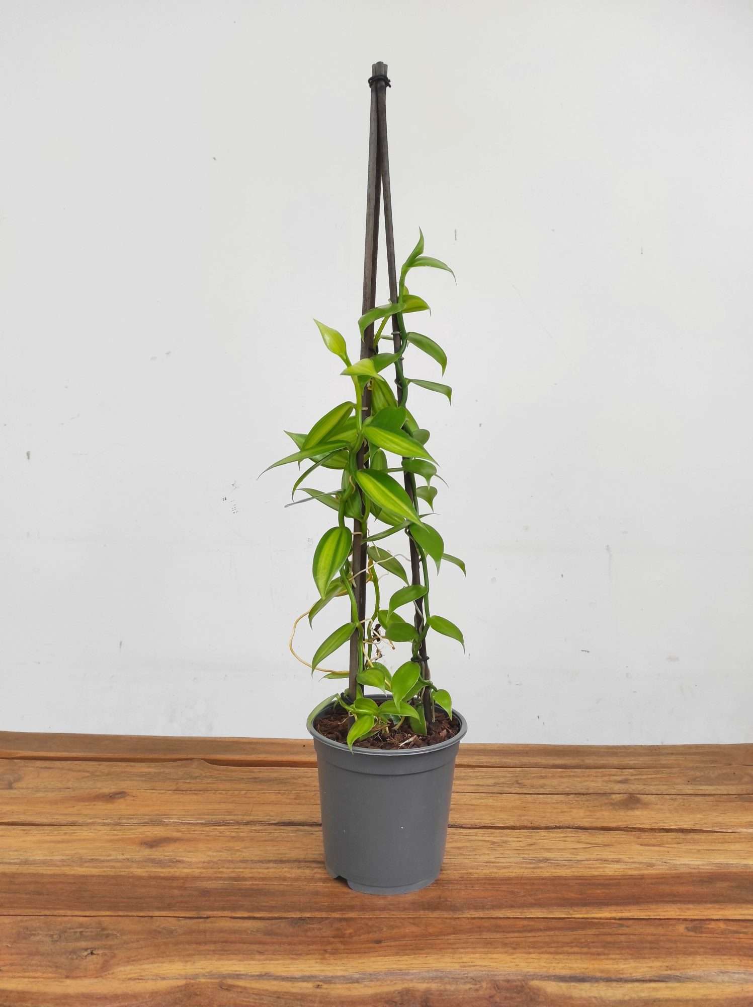 Vanilla 'Orchid' V.15 - Image 2