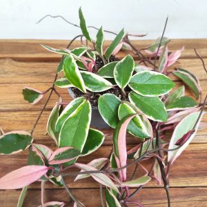 Hoya Carnosa Floraganza 'Flamingo Dream'