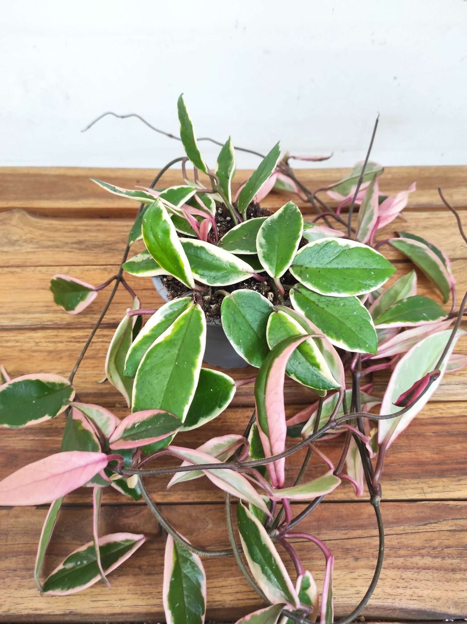 Hoya Carnosa Floraganza 'Flamingo Dream'