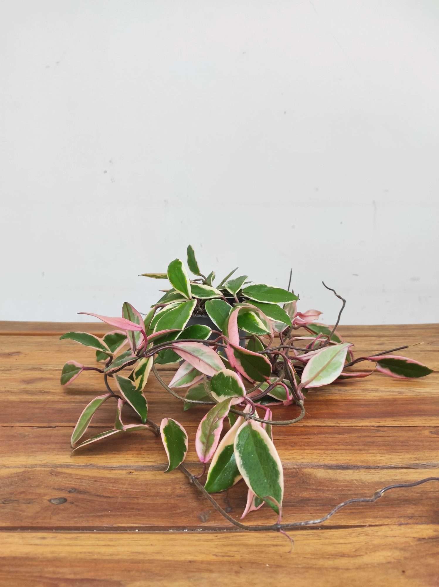 Hoya Carnosa Floraganza 'Flamingo Dream' - Image 2