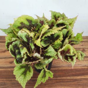 Begonia Masoniana Tricolor 'Varigated'