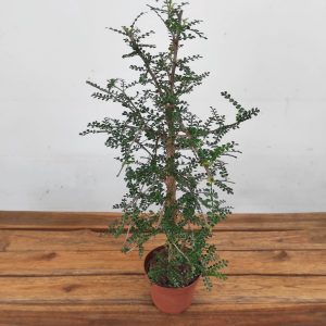 Operculicarya 'Decaryi '