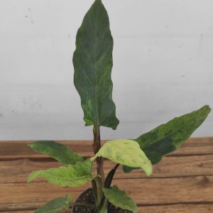 Alocasia Lauterbachiana Variegata V.12