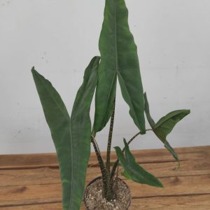 Alocasia 'Zebrina' V.14