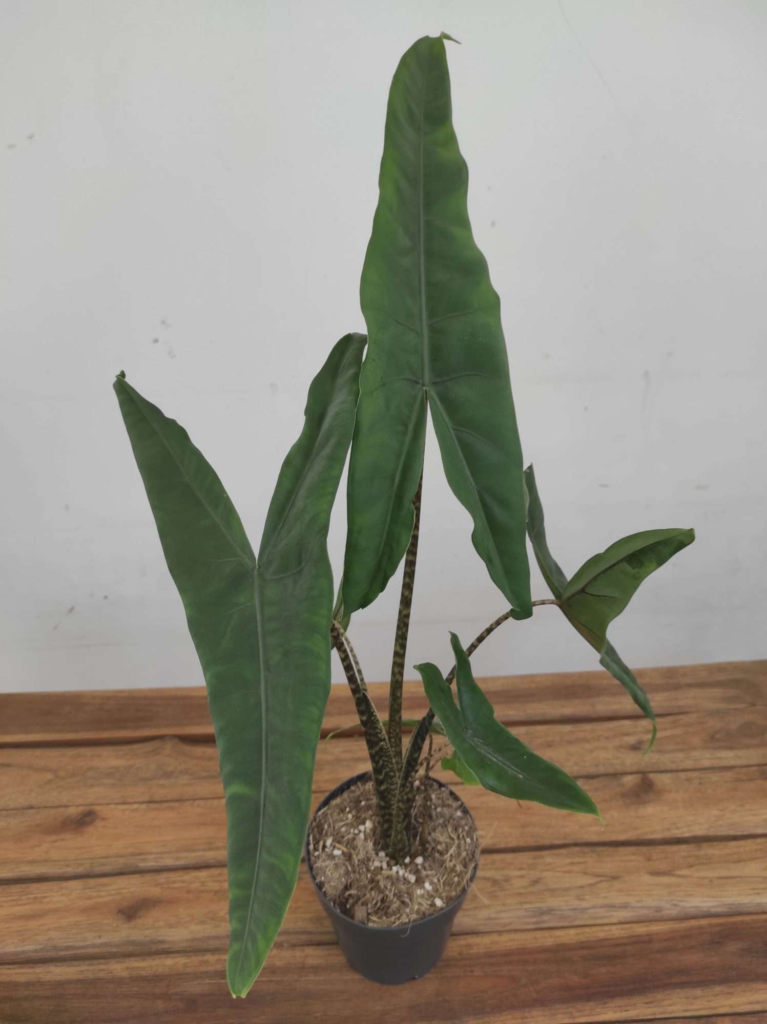 Alocasia 'Zebrina' V.14