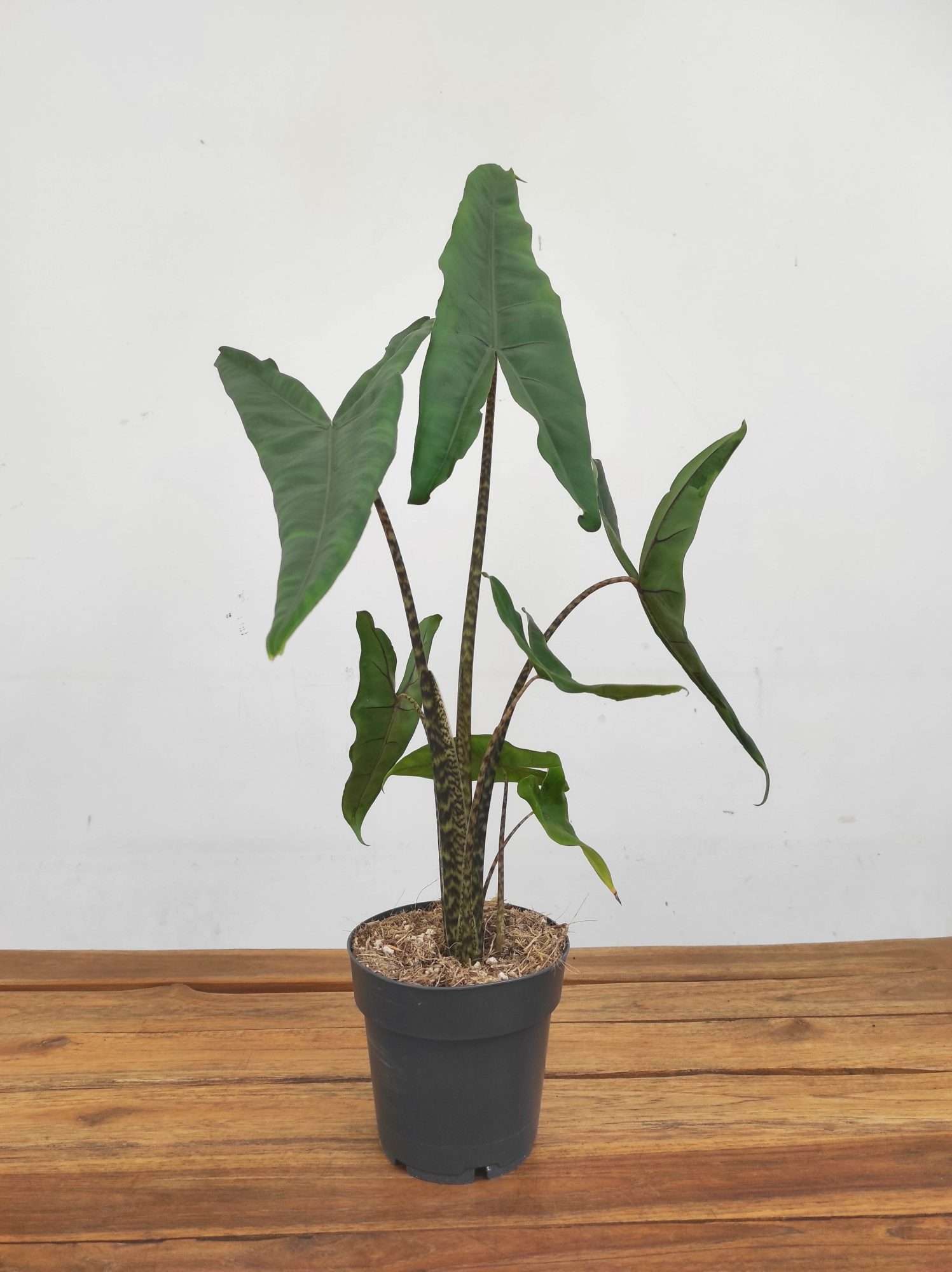 Alocasia 'Zebrina' V.14 - Image 2