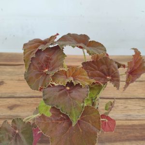 Begonia 'Amber Love'