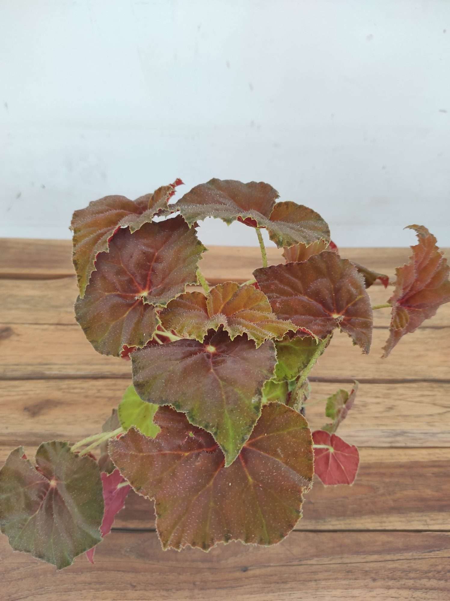 Begonia 'Amber Love'