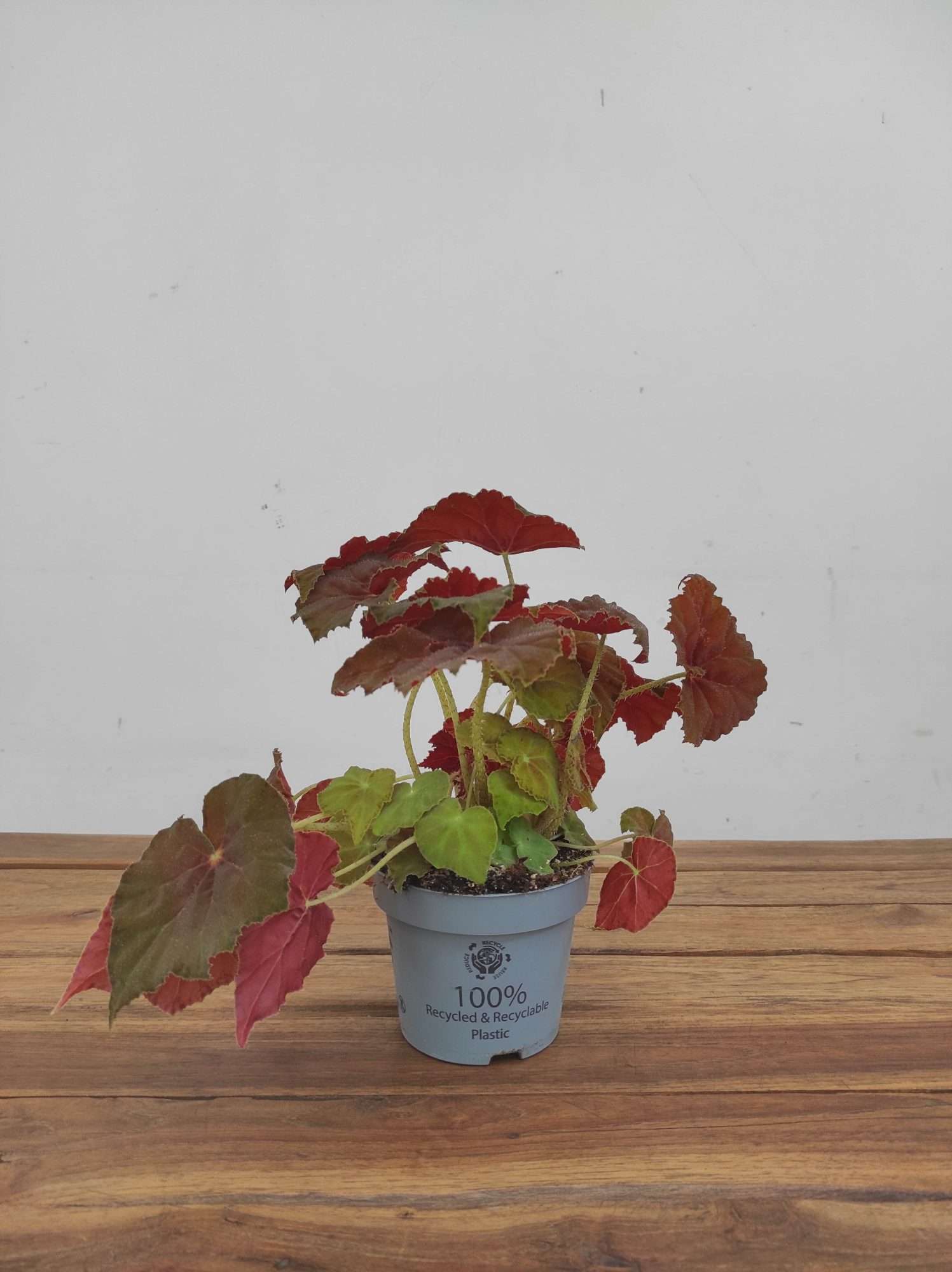 Begonia 'Amber Love' - Image 2