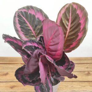 Calathea V.14