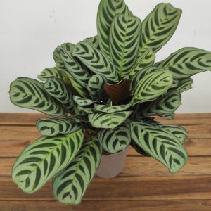 Calathea V.14