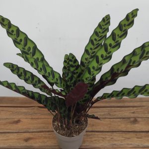 Calathea V.14