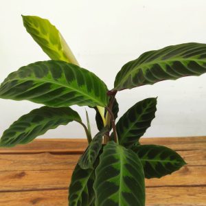 Calathea V.14