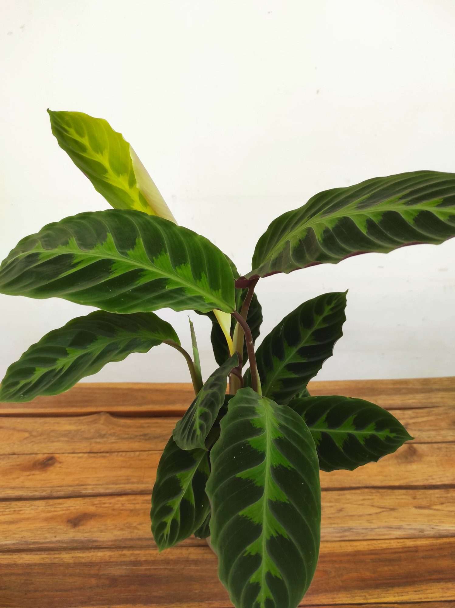 Calathea V.14