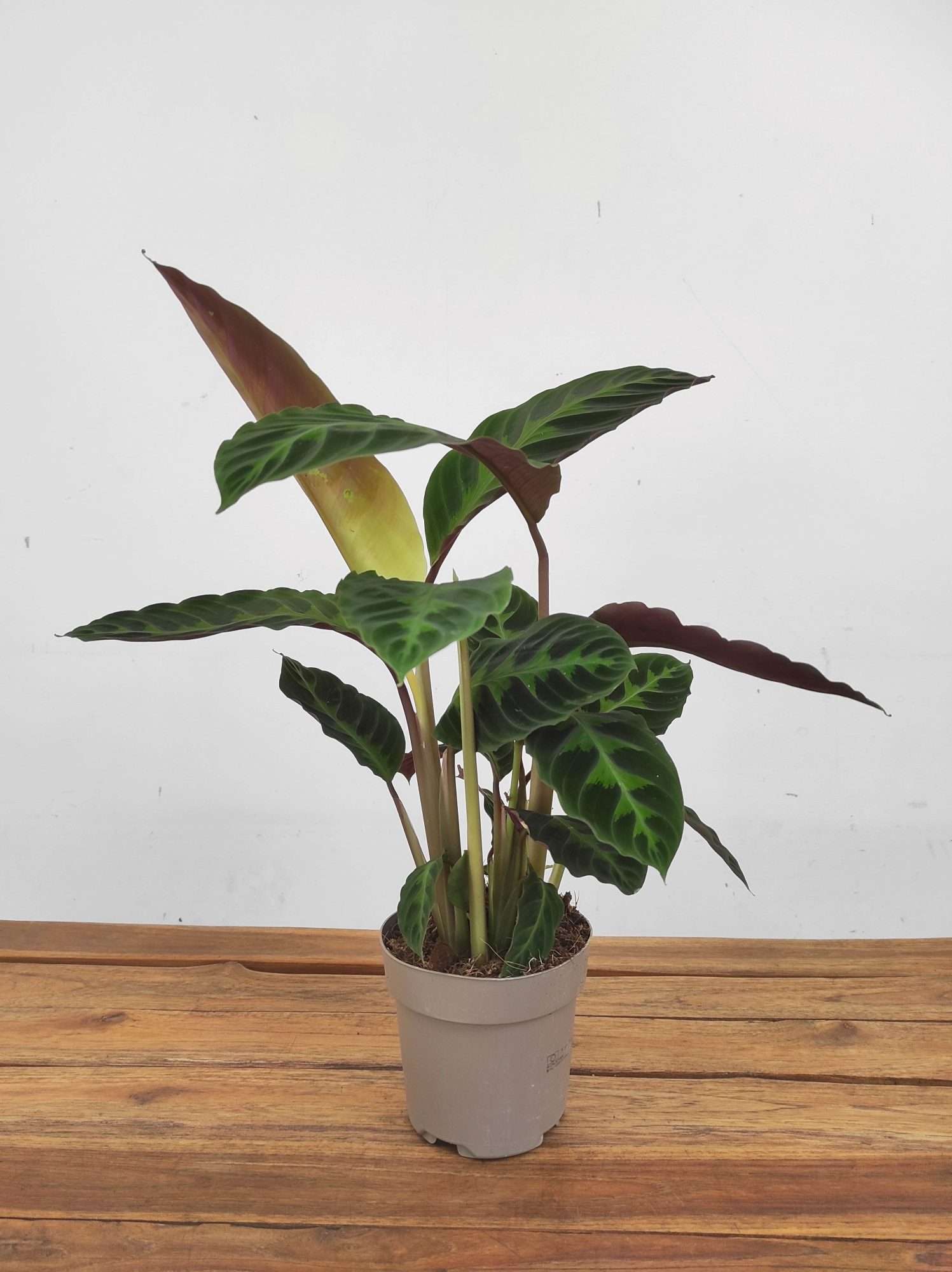 Calathea V.14 - Image 2