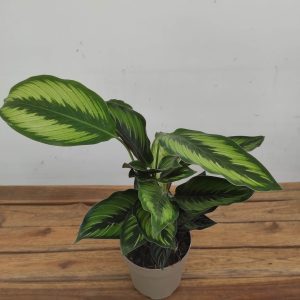 Calathea V.14