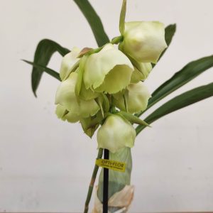 Catasetum 'Black Pearl'