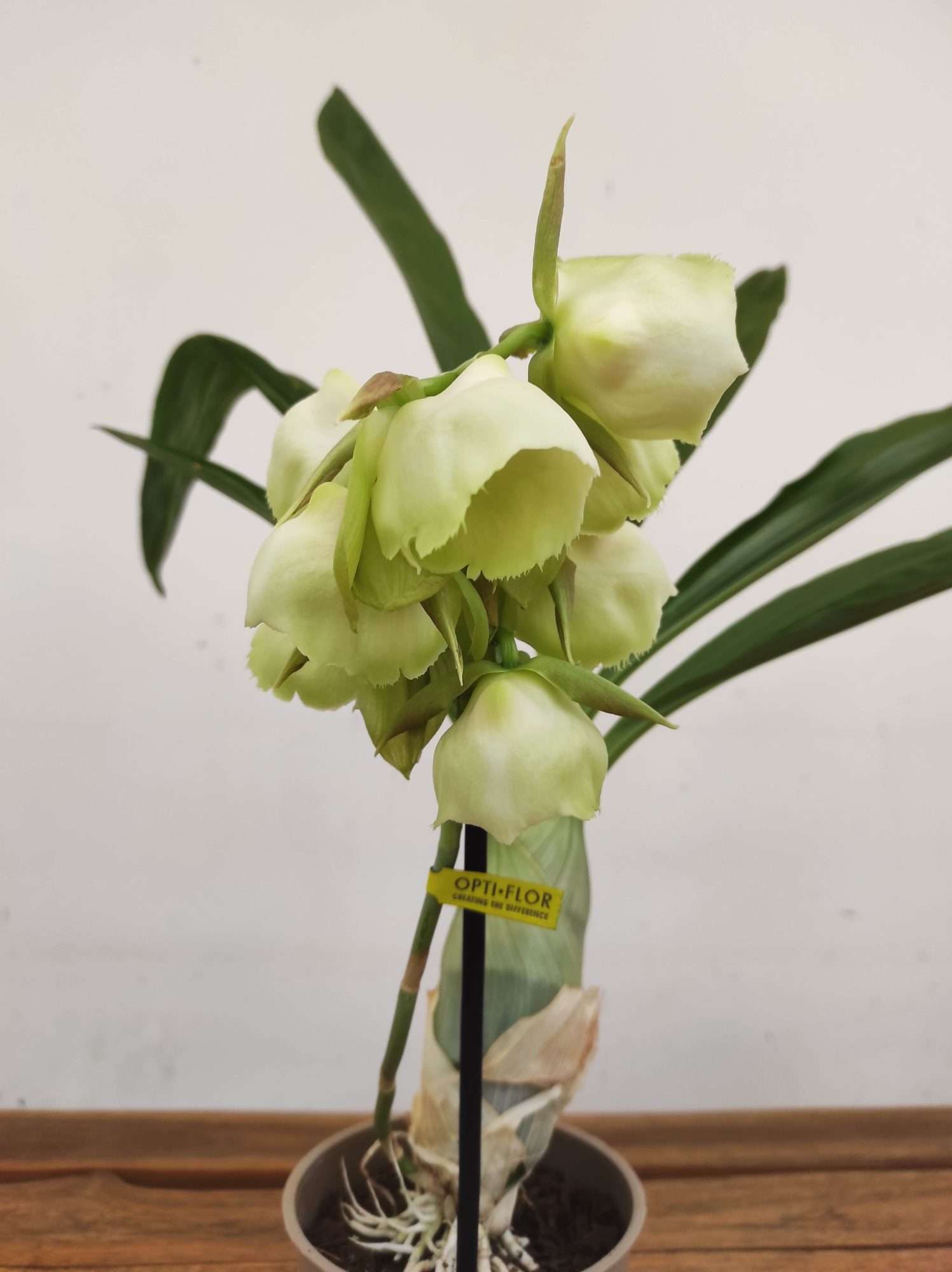 Catasetum 'Black Pearl'