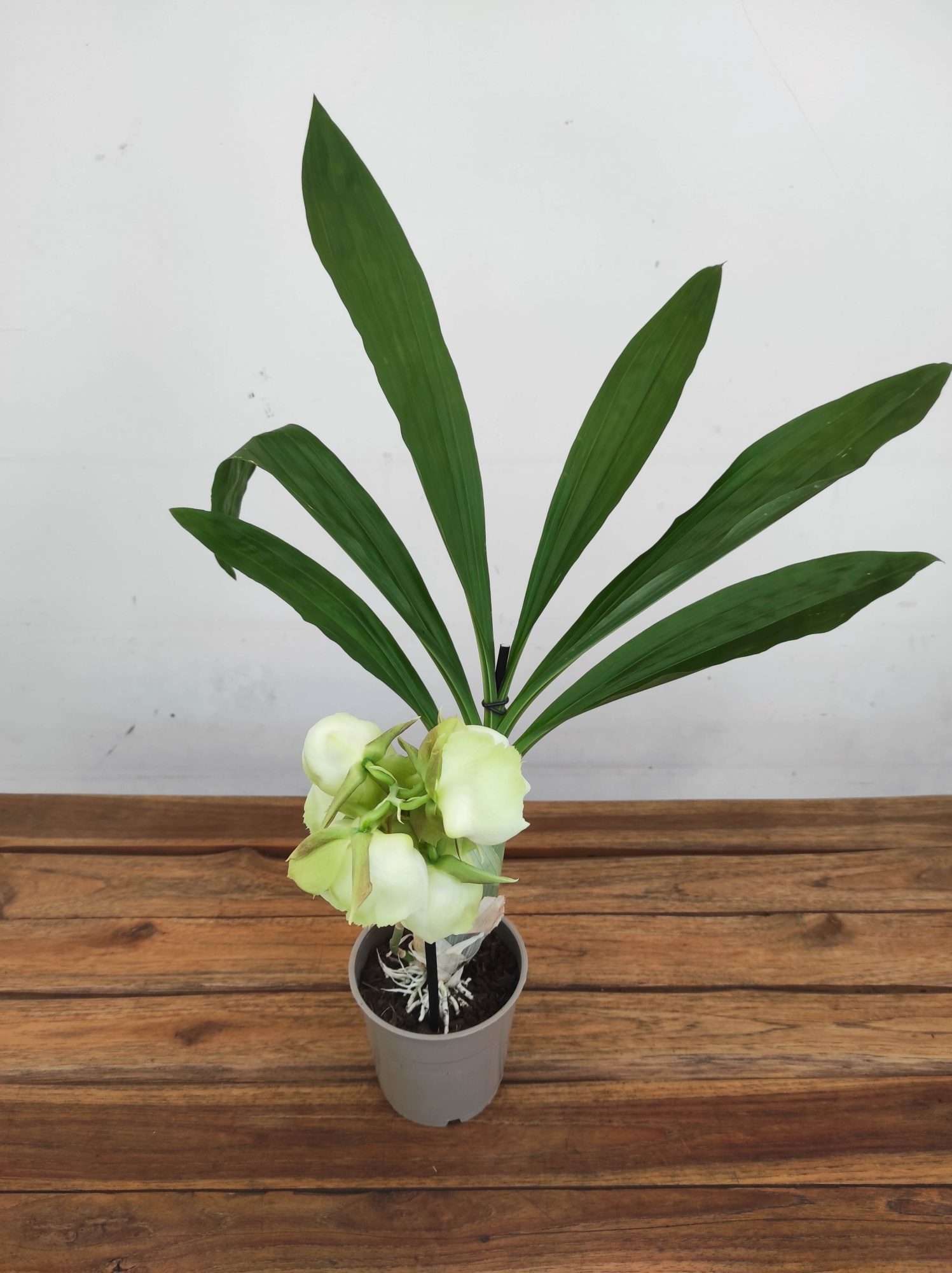 Catasetum 'Black Pearl' - Image 2