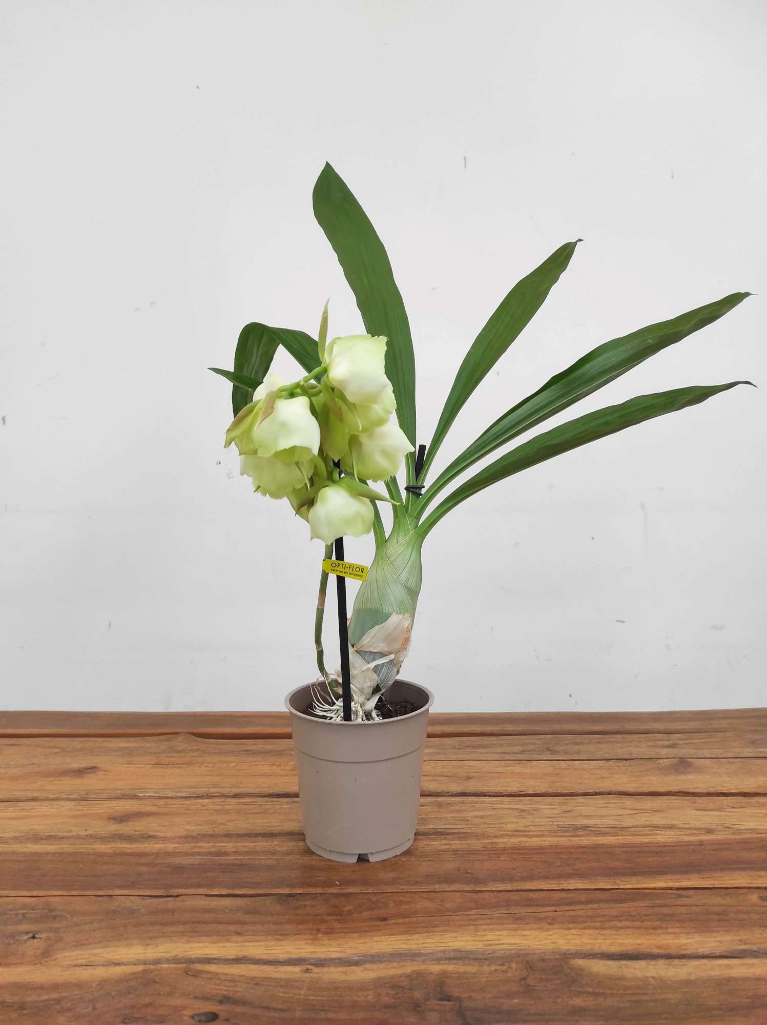 Catasetum 'Black Pearl' - Image 3