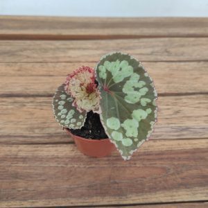 Begonia Umbrella 'Hybrid'