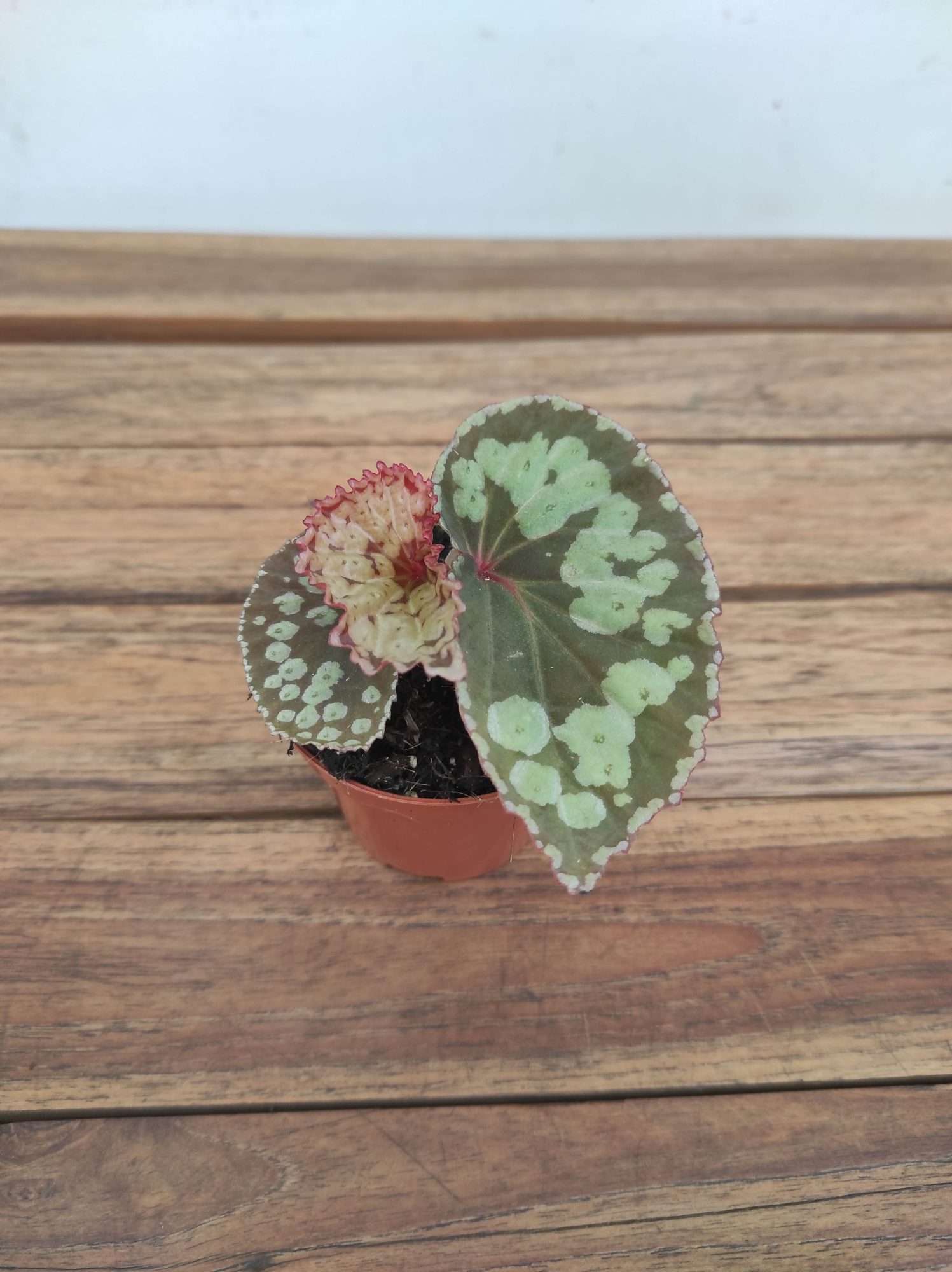 Begonia Umbrella 'Hybrid'